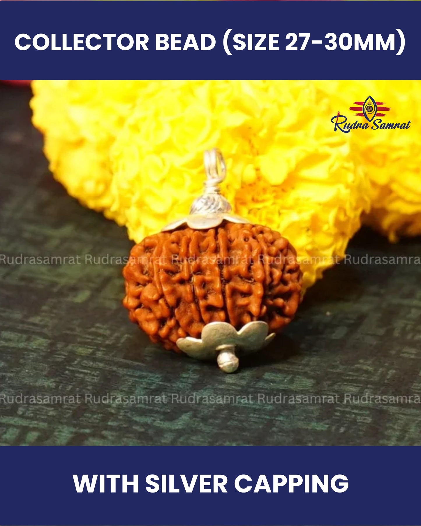 12 Mukhi Rudraksha