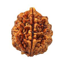 2 Mukhi Java Indonasian