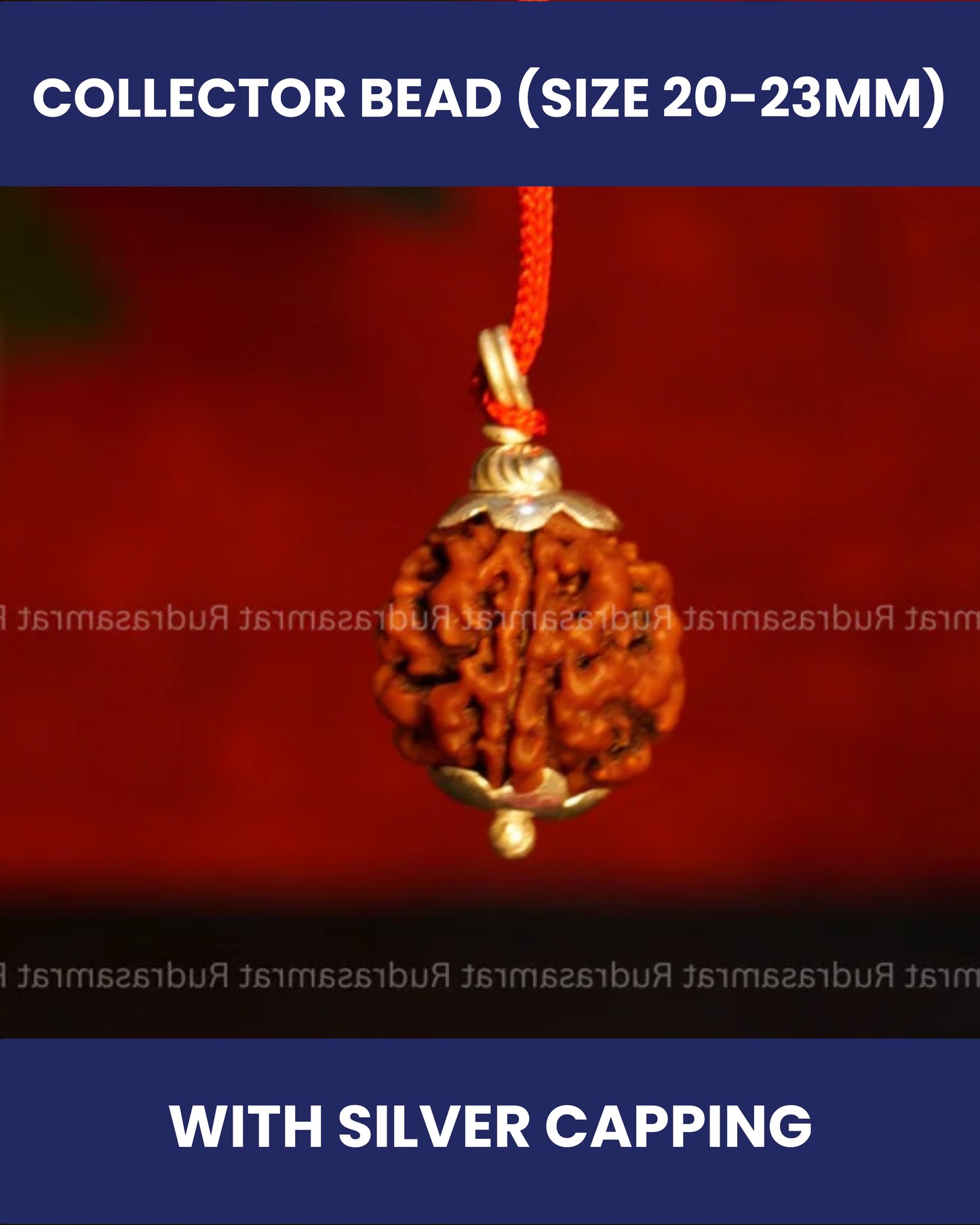 3 Mukhi Rudraksha