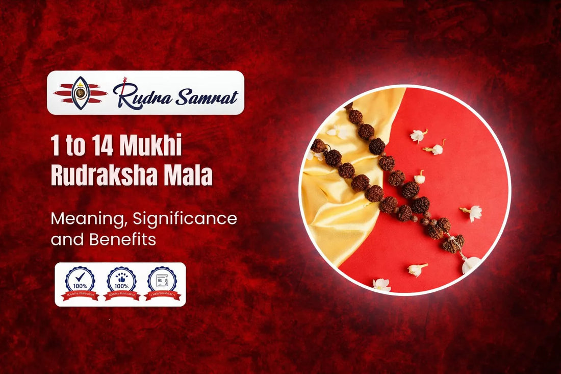 1 to 14 Mukhi Rudraksha Mala: Meaning, Significance and Benefits