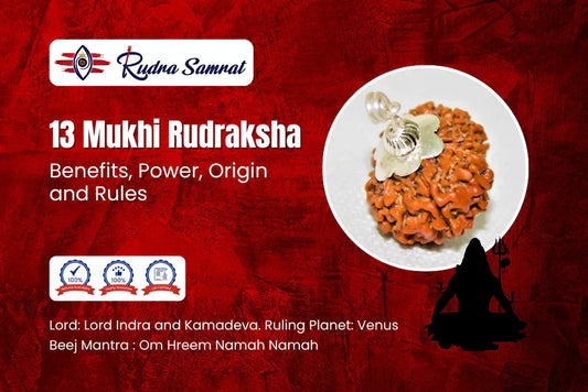 13 Mukhi Rudraksha