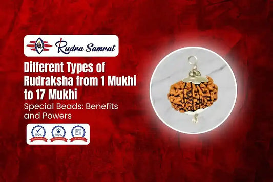 Different Types of Rudraksha from 1 Mukhi to 17 Mukhi and Special Beads: Benefits and Powers