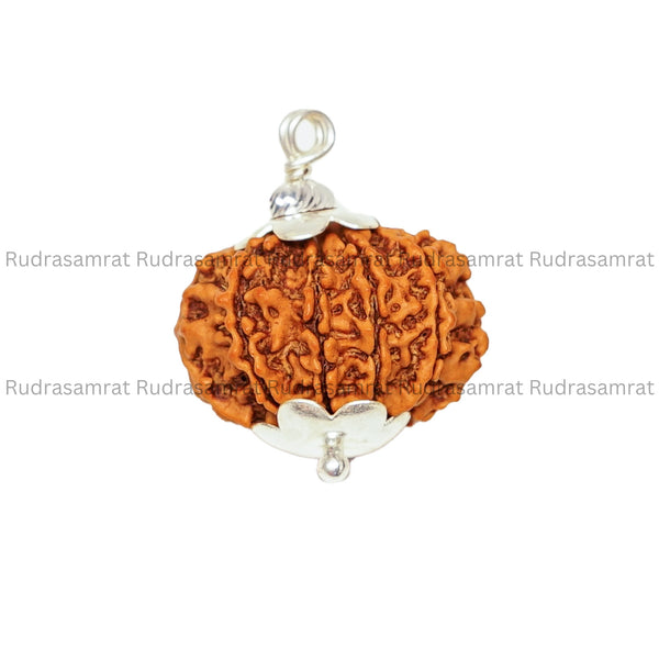 10 Mukhi Rudraksha