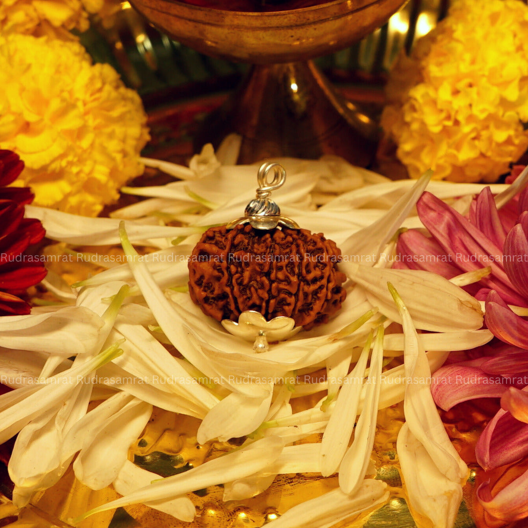 10 Mukhi Rudraksha