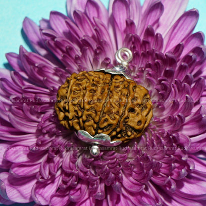 10 Mukhi Rudraksha