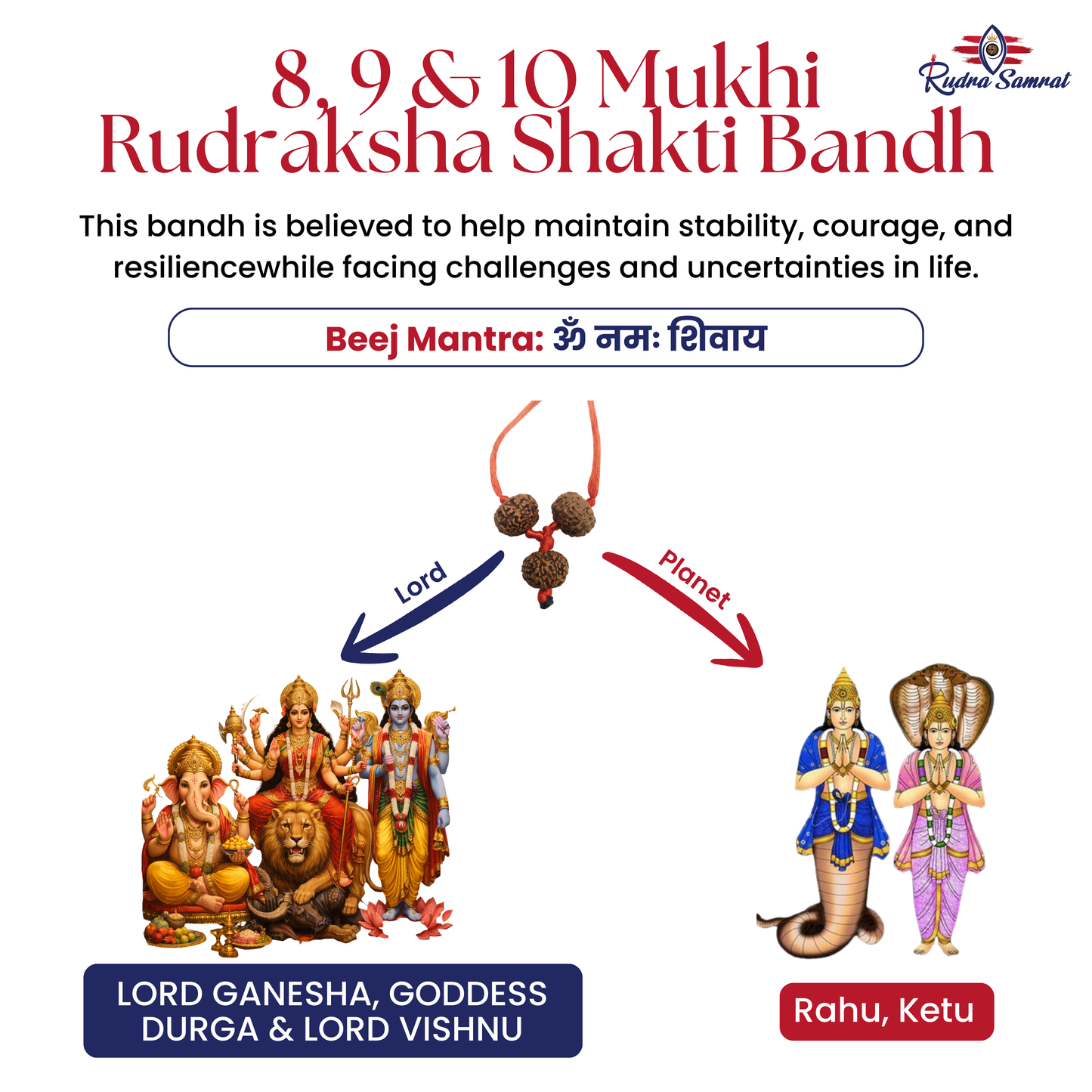 Shakti Bandh – 8, 9 & 10 Mukhi Rudraksha