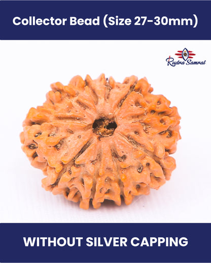 10 Mukhi Rudraksha