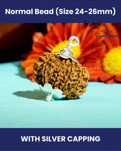10 Mukhi Rudraksha