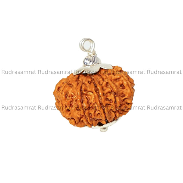 11 Mukhi Rudraksha