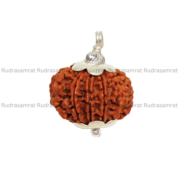 12 Mukhi Rudraksha