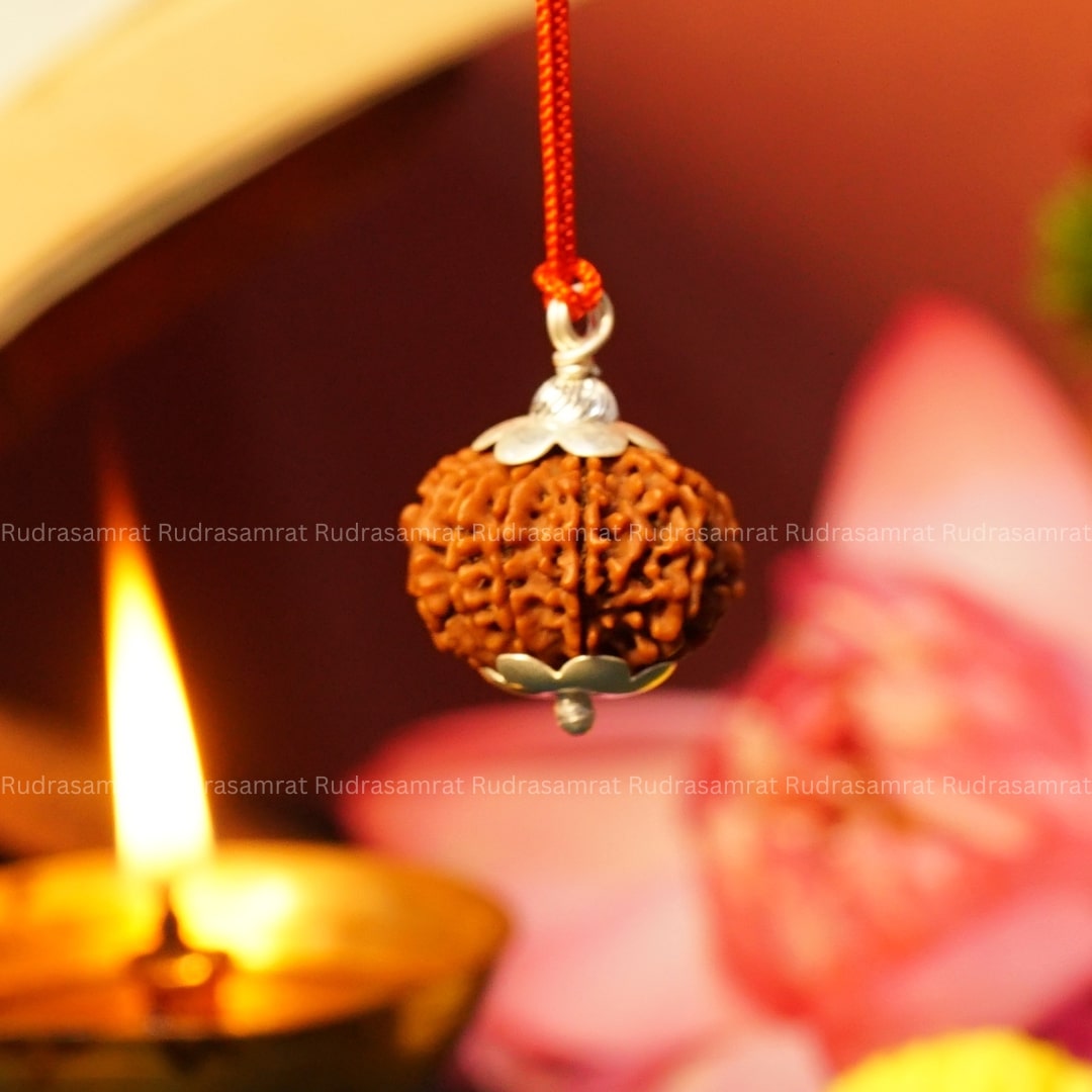 12 Mukhi Rudraksha