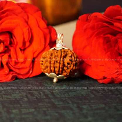 12 Mukhi Rudraksha