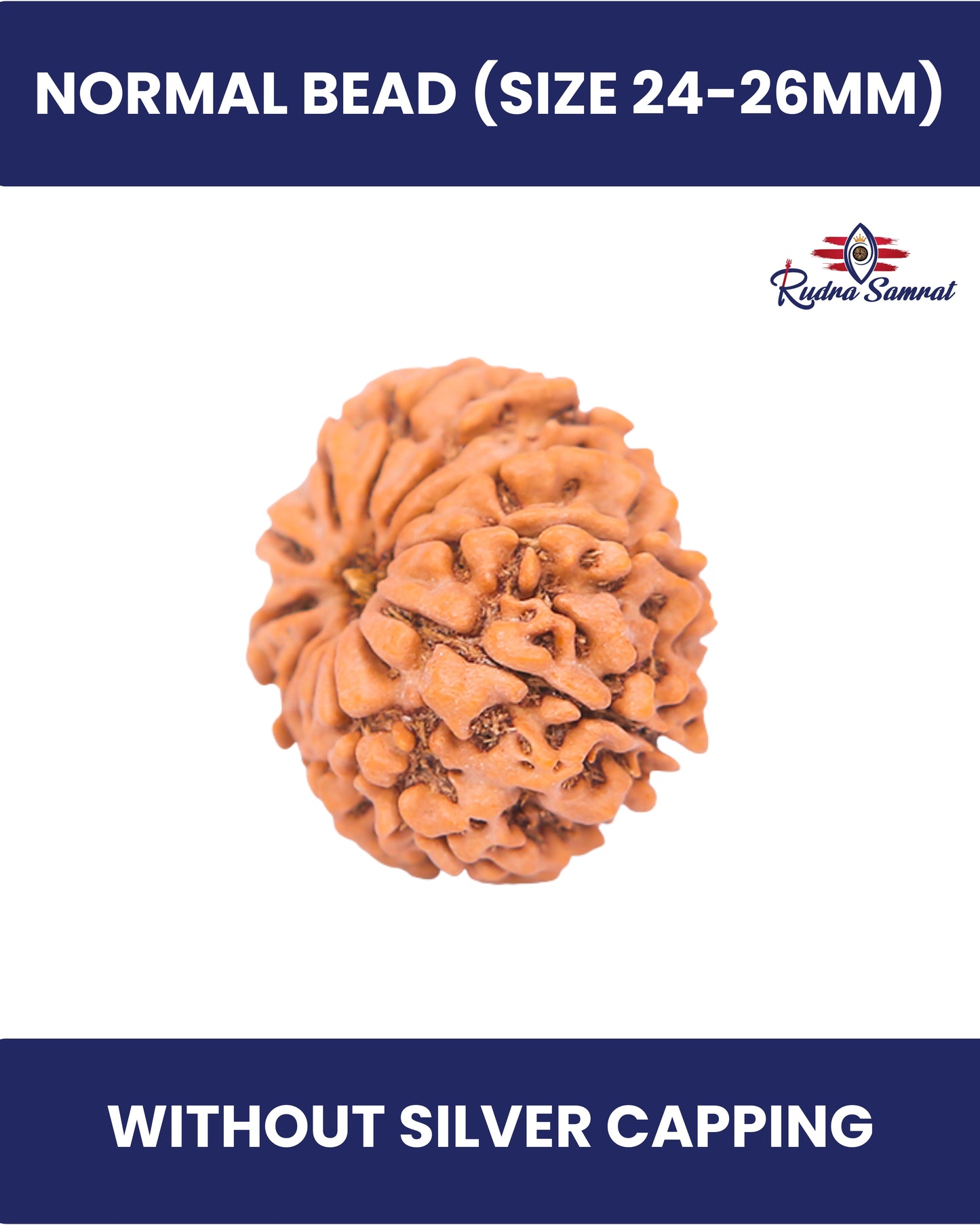 12 Mukhi Rudraksha