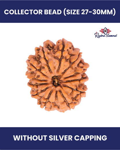 12 Mukhi Rudraksha