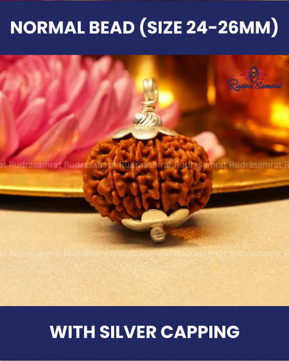 12 Mukhi Rudraksha