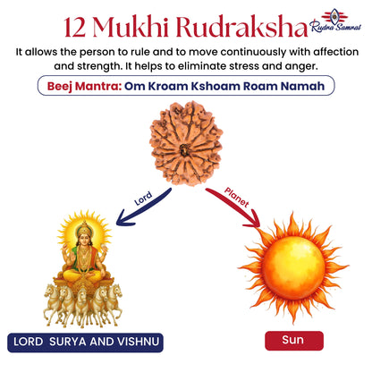 12 Mukhi Rudraksha