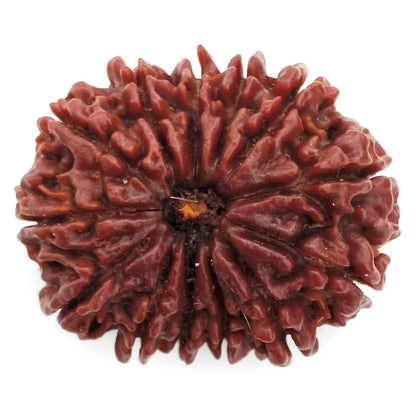 13 Mukhi Rudraksha