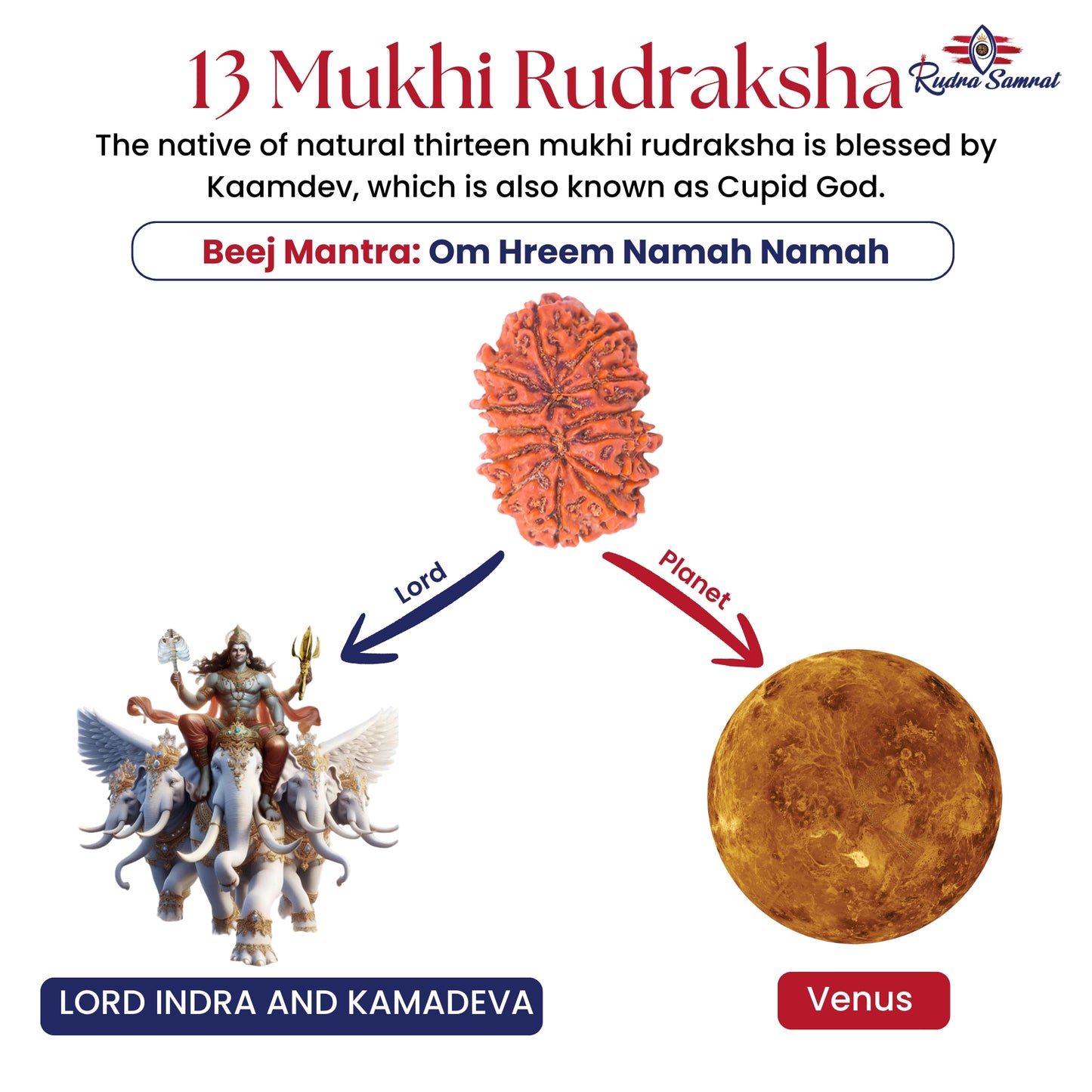 13 Mukhi Rudraksha