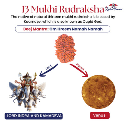 13 Mukhi Rudraksha