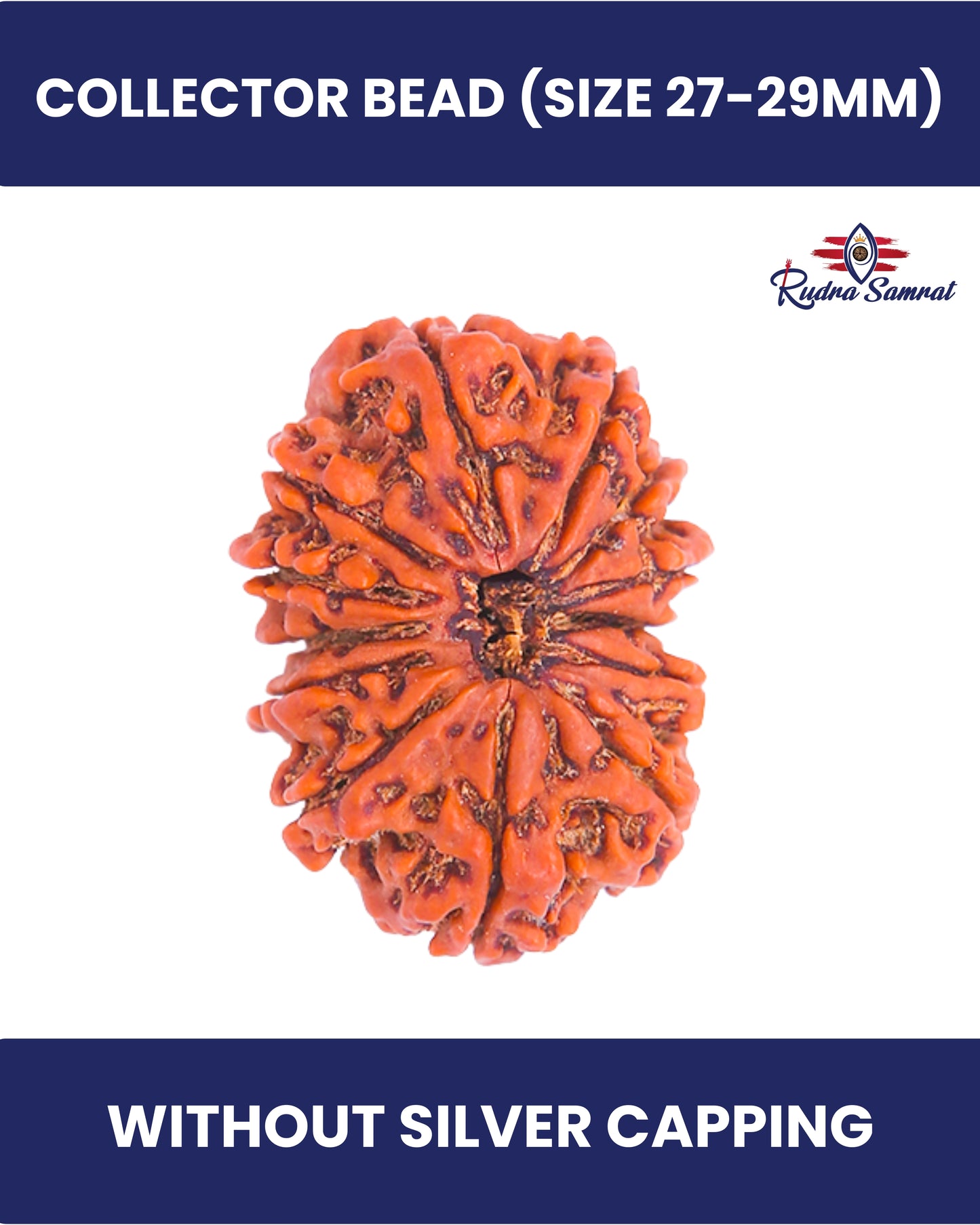 13 Mukhi Rudraksha