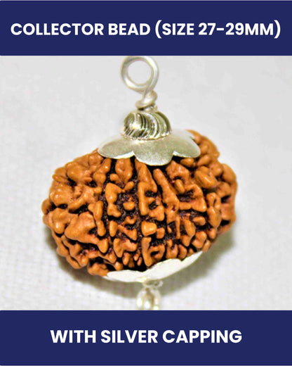 13 Mukhi Rudraksha
