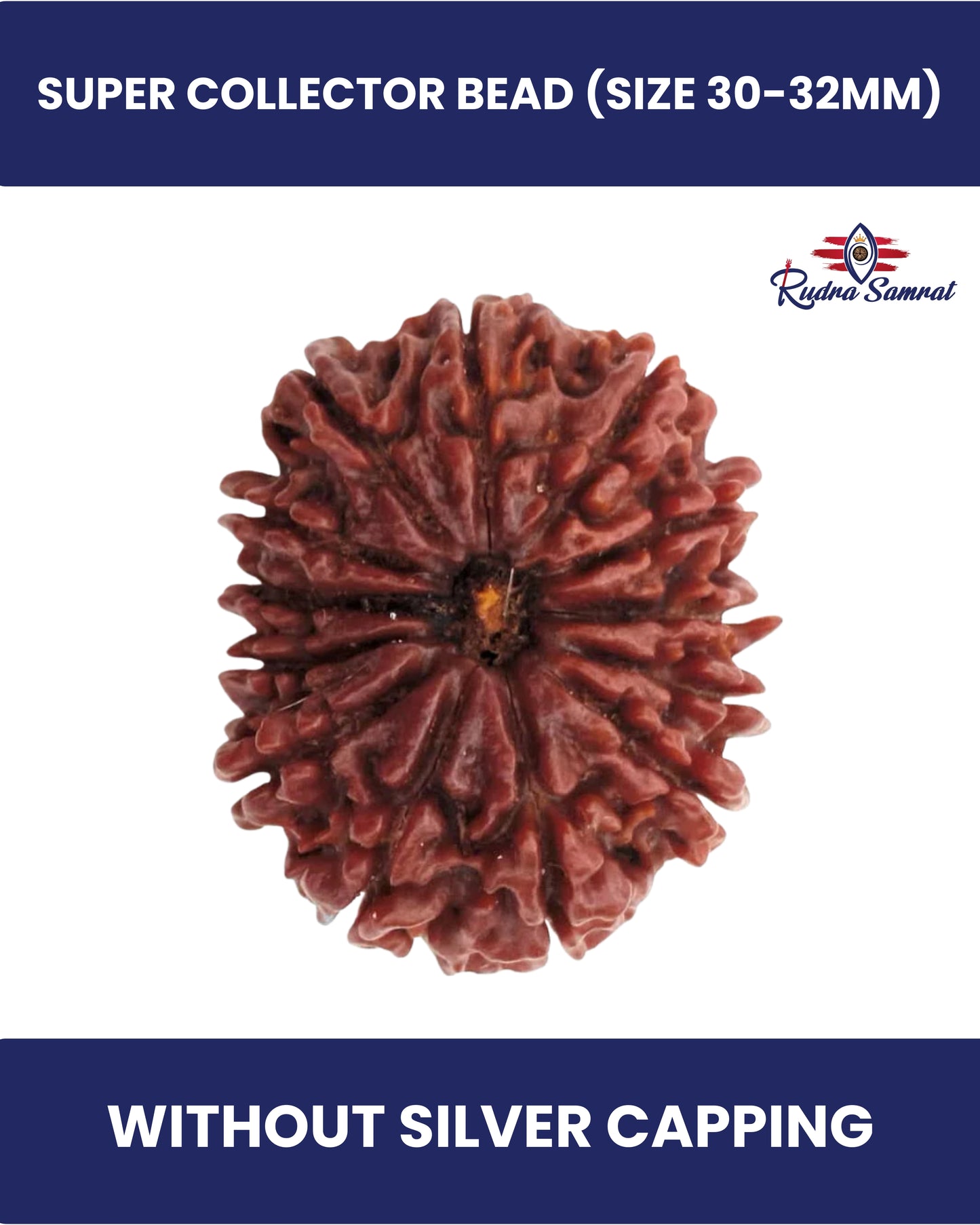 13 Mukhi Rudraksha