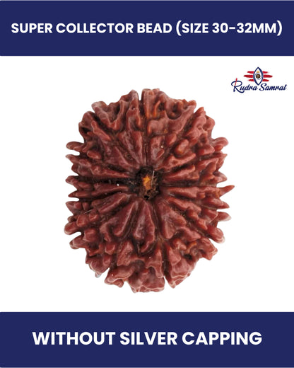 13 Mukhi Rudraksha