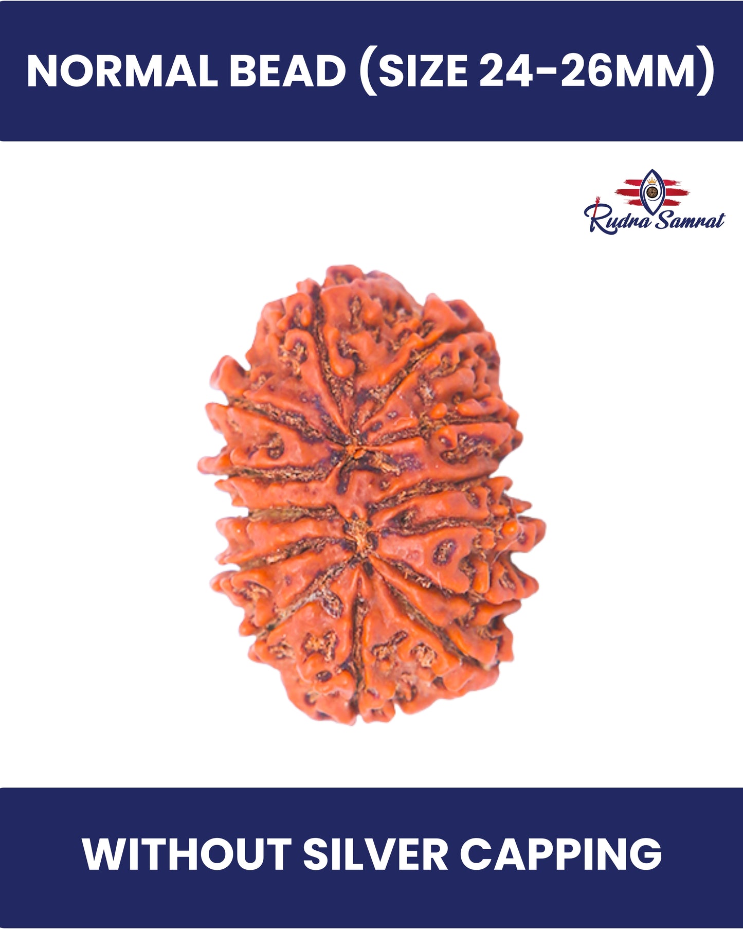13 Mukhi Rudraksha