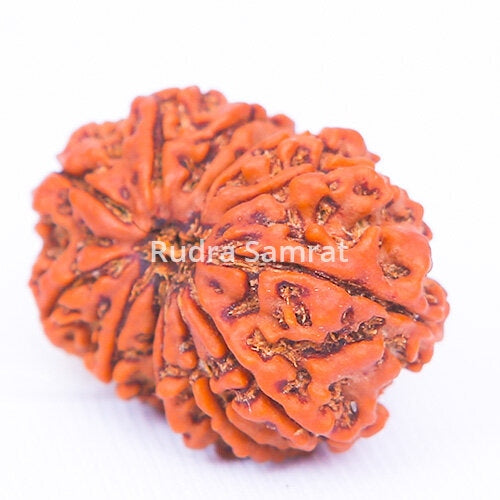 13 mukhi rudraksha price