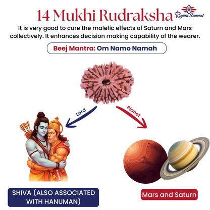 14 Mukhi Rudraksha