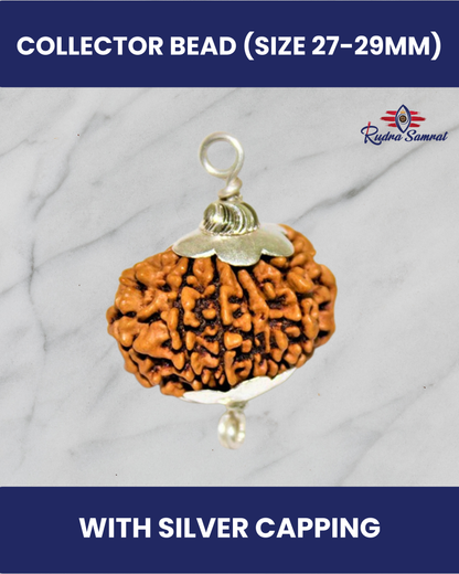 14 Mukhi Rudraksha