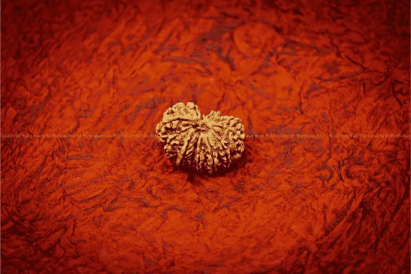 14 Mukhi Rudraksha