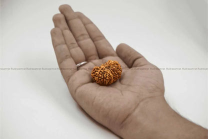 14 Mukhi Rudraksha
