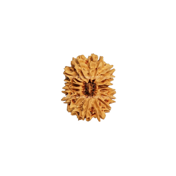 15 Mukhi Rudraksha