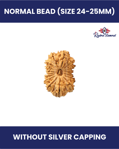16 Mukhi Rudraksha
