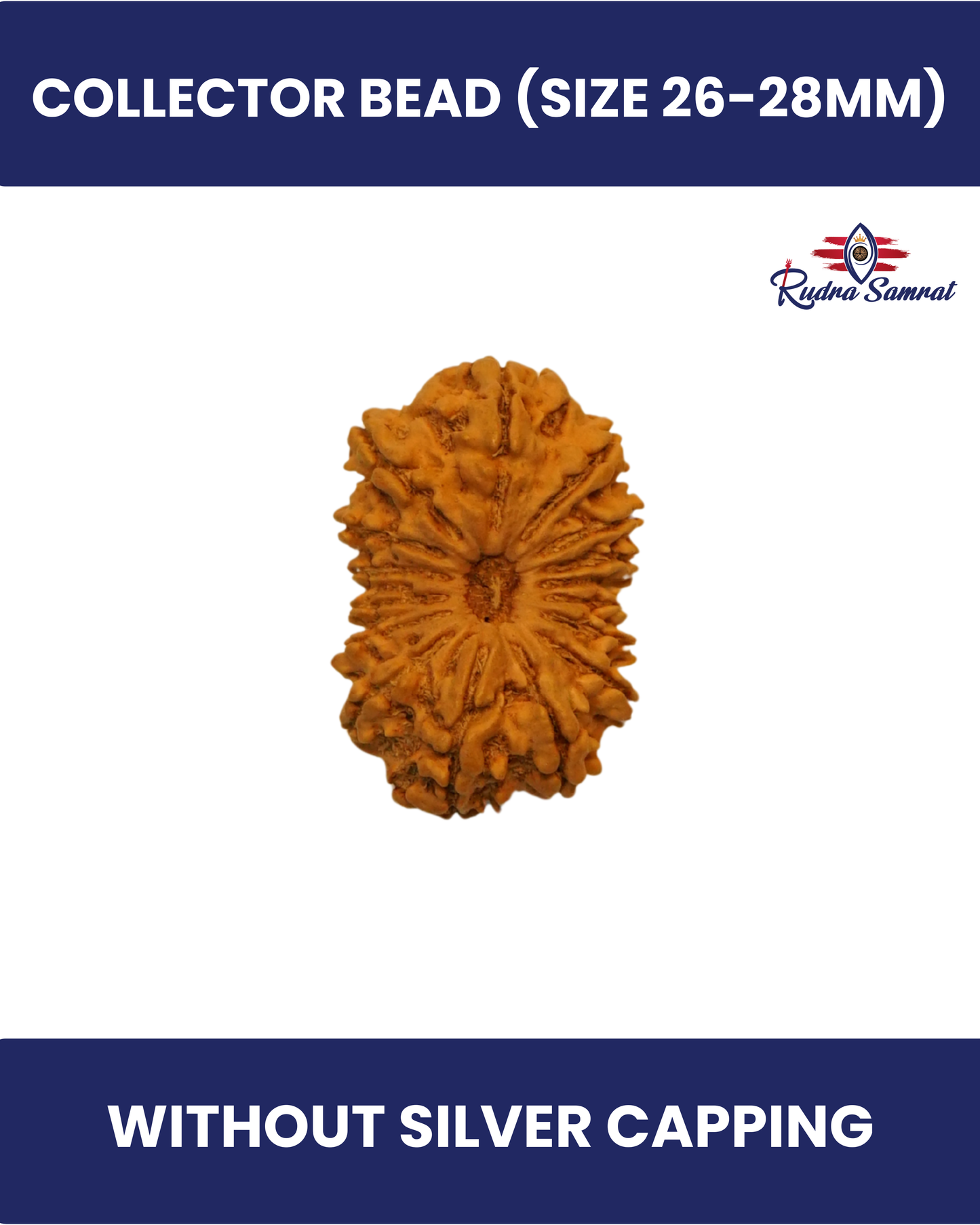 16 Mukhi Rudraksha