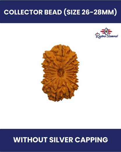 16 Mukhi Rudraksha