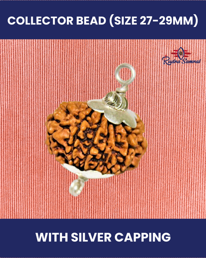 16 Mukhi Rudraksha