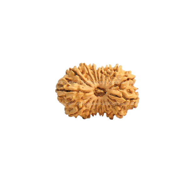 16 Mukhi Rudraksha