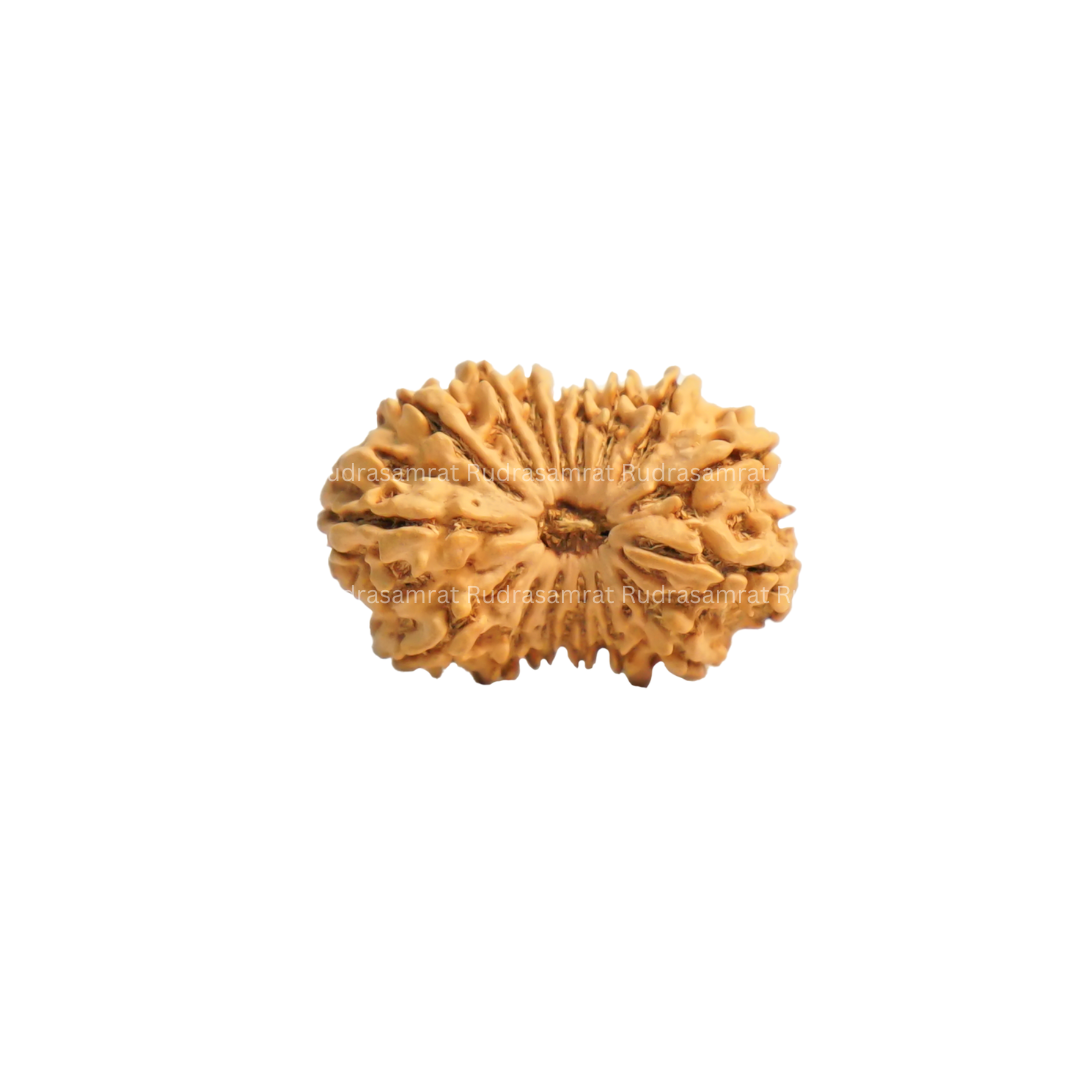Gauri Shankar Rudraksha