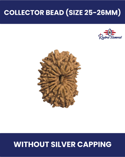 17 mukhi Rudraksha