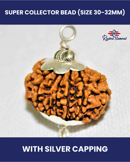 17 mukhi Rudraksha