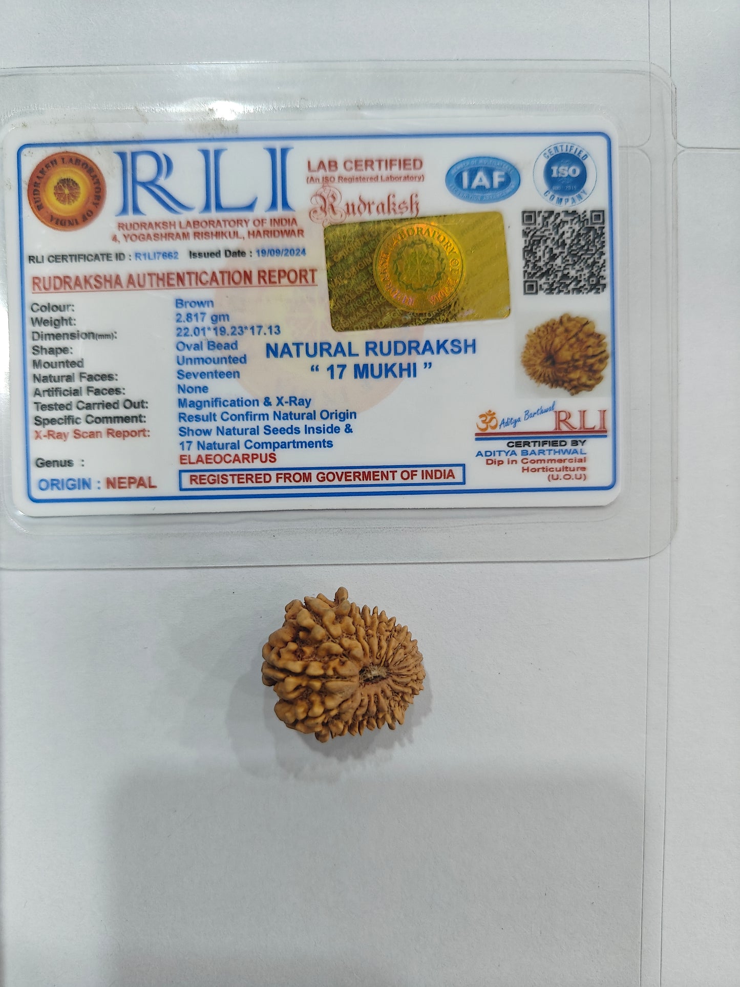 17 mukhi Rudraksha
