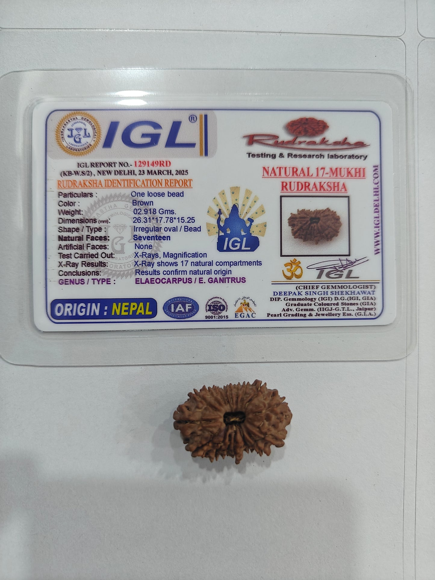 17 mukhi Rudraksha