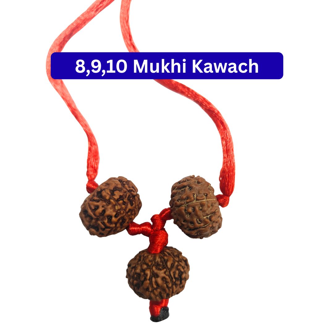 Shakti Bandh – 8, 9 & 10 Mukhi Rudraksha