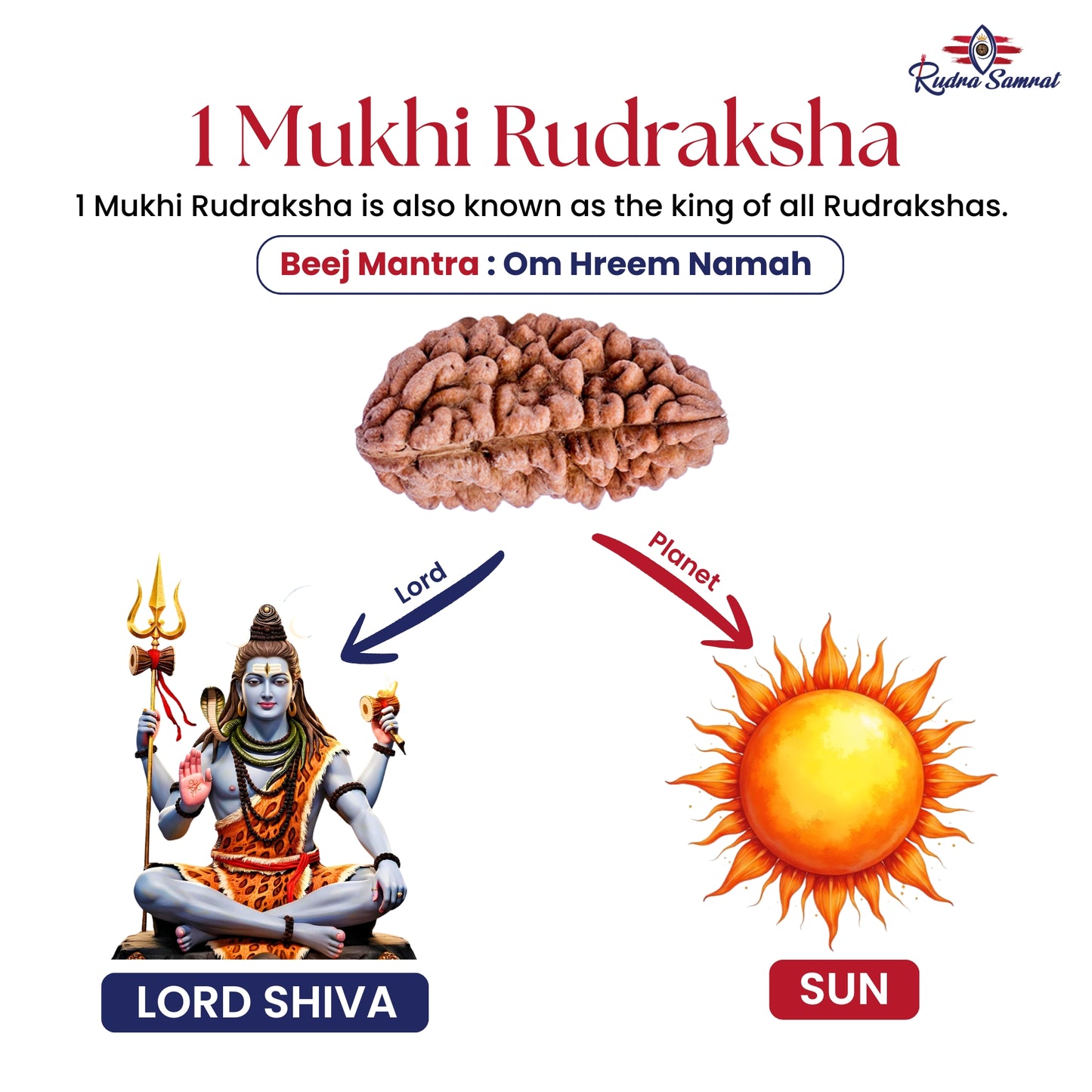 1 Mukhi Rudraksha