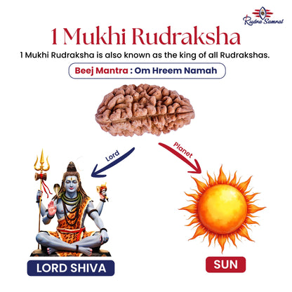 1 Mukhi Rudraksha
