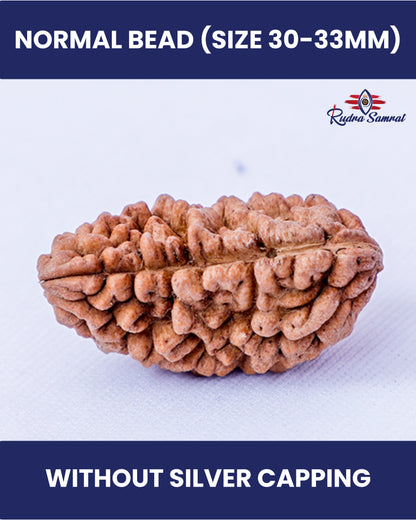 1 Mukhi Rudraksha