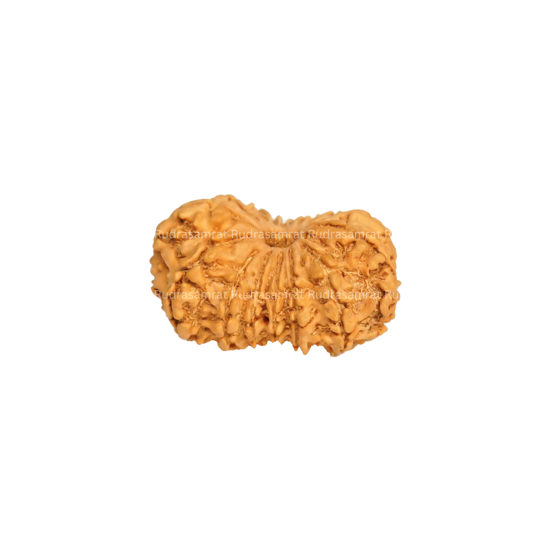 16 Mukhi Rudraksha