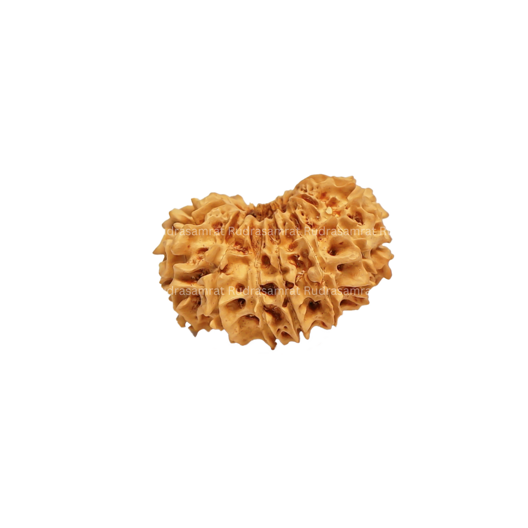 15 Mukhi Rudraksha